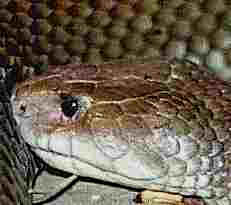 The deadly King Brown Snake