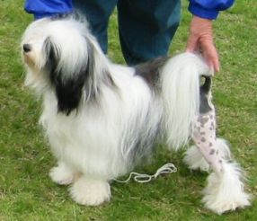 Pedigree of Lil Screamin Jet -